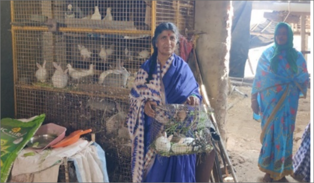 Rabbit and Pigeon Business